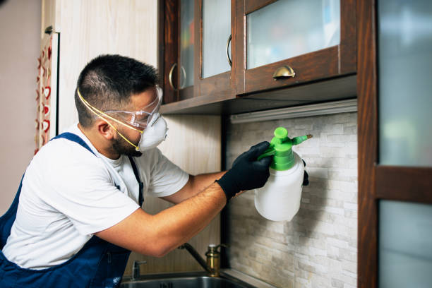 Best Wasp Removal Services  in Desoto, TX
