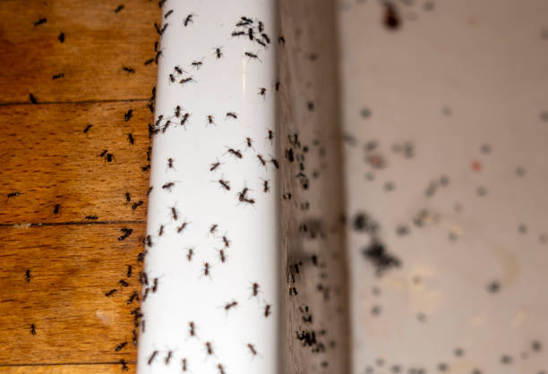 Best Mosquito Control Services  in Desoto, TX