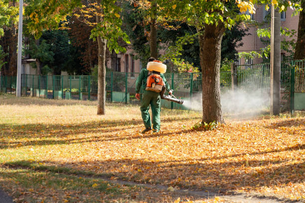 Best Local Pest Control Services  in Desoto, TX