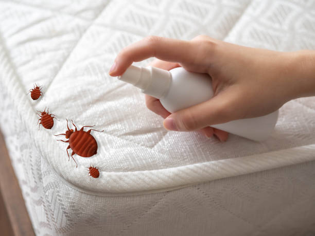 Best Pest Removal Services  in Desoto, TX
