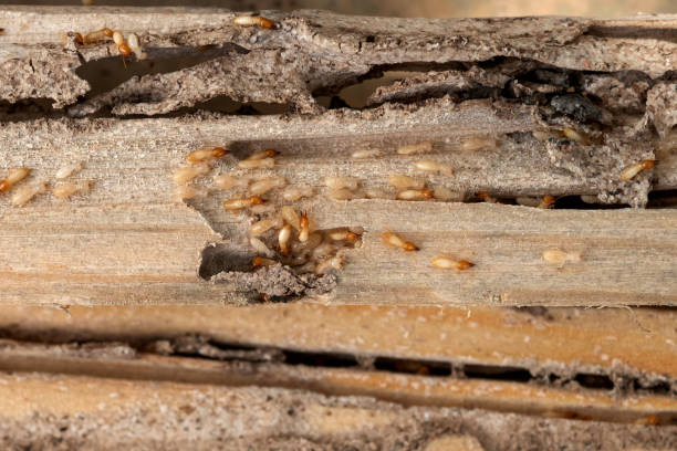 Best Cockroach Control Services  in Desoto, TX